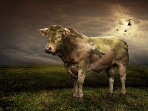 Preview wallpaper cow, grass, light, field