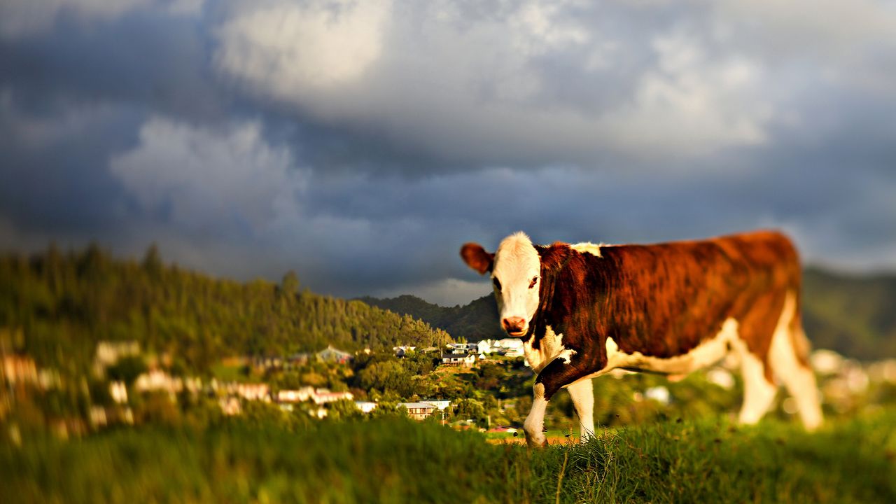 Wallpaper cow, grass, sky, walk