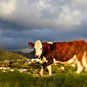 Preview wallpaper cow, grass, sky, walk