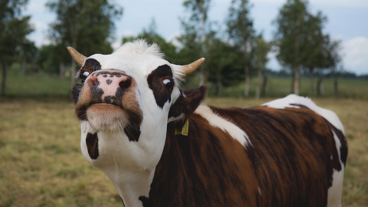 Wallpaper cow, muzzle, funny, horns