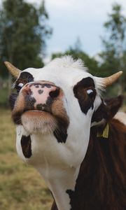 Preview wallpaper cow, muzzle, funny, horns
