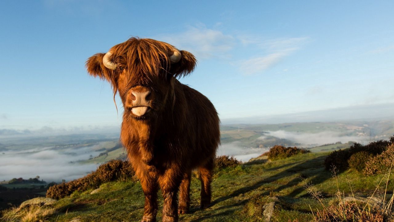 Wallpaper cow, nature, background