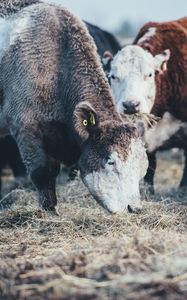 Preview wallpaper cows, bulls, pasture