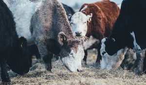 Preview wallpaper cows, bulls, pasture