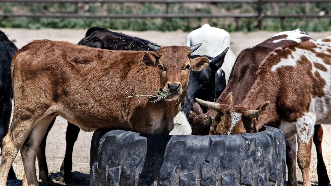 Wallpaper cows, calves, food, grass