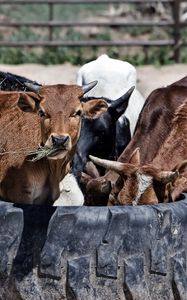 Preview wallpaper cows, calves, food, grass