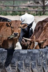 Preview wallpaper cows, calves, food, grass