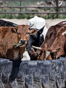 Preview wallpaper cows, calves, food, grass