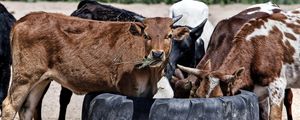 Preview wallpaper cows, calves, food, grass