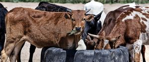 Preview wallpaper cows, calves, food, grass