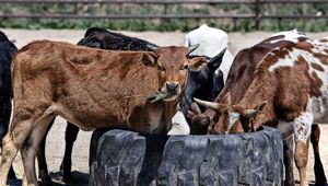 Preview wallpaper cows, calves, food, grass