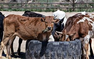 Preview wallpaper cows, calves, food, grass