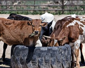 Preview wallpaper cows, calves, food, grass