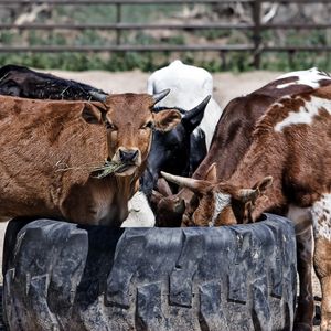 Preview wallpaper cows, calves, food, grass