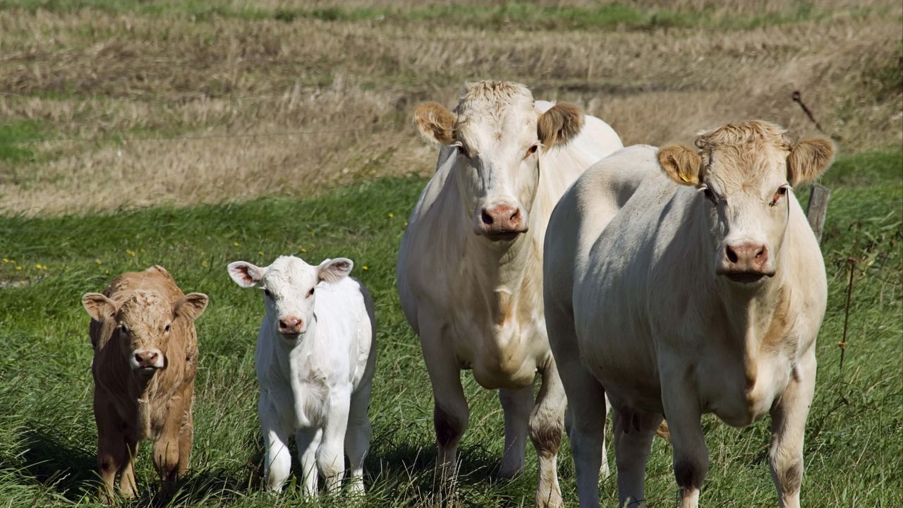 Wallpaper cows, calves, grass, walk