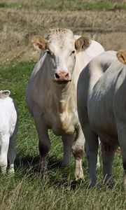 Preview wallpaper cows, calves, grass, walk