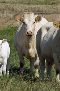 Preview wallpaper cows, calves, grass, walk