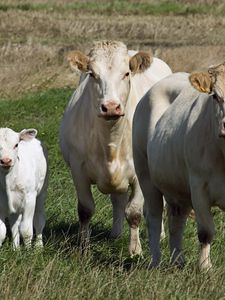 Preview wallpaper cows, calves, grass, walk