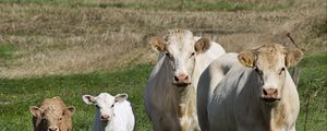 Preview wallpaper cows, calves, grass, walk