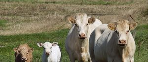 Preview wallpaper cows, calves, grass, walk