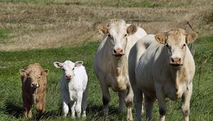 Preview wallpaper cows, calves, grass, walk