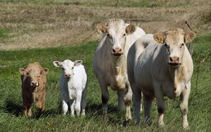 Preview wallpaper cows, calves, grass, walk