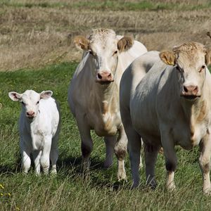 Preview wallpaper cows, calves, grass, walk