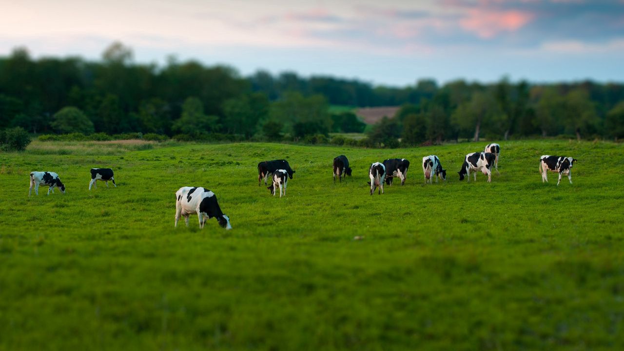 Wallpaper cows, field, grass, eating, walking, grazing