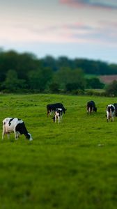 Preview wallpaper cows, field, grass, eating, walking, grazing