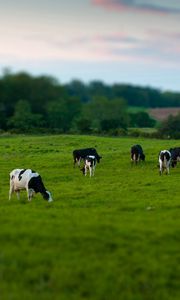 Preview wallpaper cows, field, grass, eating, walking, grazing