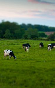 Preview wallpaper cows, field, grass, eating, walking, grazing