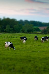 Preview wallpaper cows, field, grass, eating, walking, grazing