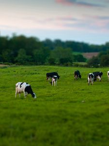 Preview wallpaper cows, field, grass, eating, walking, grazing