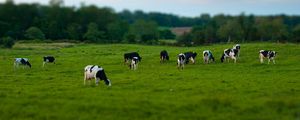 Preview wallpaper cows, field, grass, eating, walking, grazing