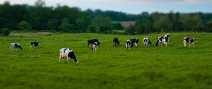 Preview wallpaper cows, field, grass, eating, walking, grazing