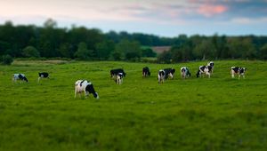 Preview wallpaper cows, field, grass, eating, walking, grazing