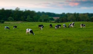 Preview wallpaper cows, field, grass, eating, walking, grazing