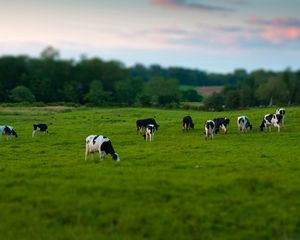 Preview wallpaper cows, field, grass, eating, walking, grazing