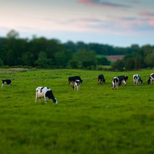 Preview wallpaper cows, field, grass, eating, walking, grazing