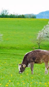 Preview wallpaper cows, grass, spring, food, lie