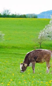 Preview wallpaper cows, grass, spring, food, lie