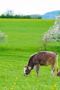 Preview wallpaper cows, grass, spring, food, lie