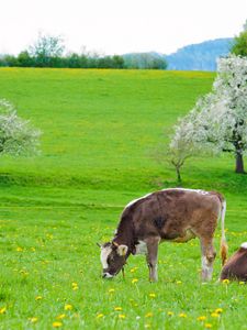 Preview wallpaper cows, grass, spring, food, lie