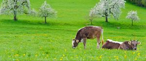 Preview wallpaper cows, grass, spring, food, lie