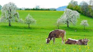 Preview wallpaper cows, grass, spring, food, lie
