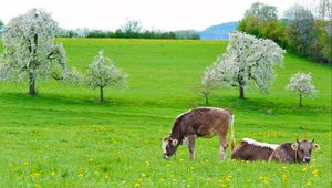 Preview wallpaper cows, grass, spring, food, lie