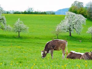 Preview wallpaper cows, grass, spring, food, lie