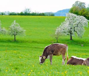 Preview wallpaper cows, grass, spring, food, lie