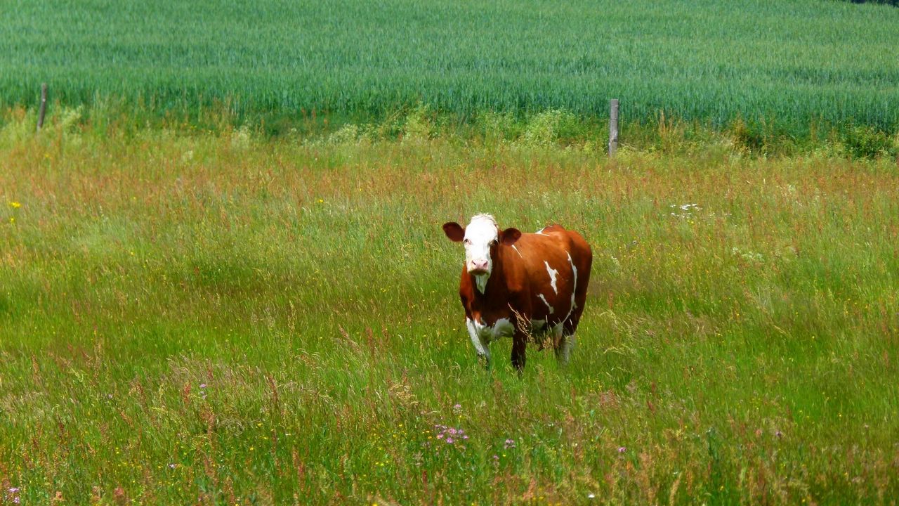 Wallpaper cows, grass, walk