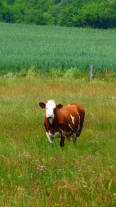 Preview wallpaper cows, grass, walk